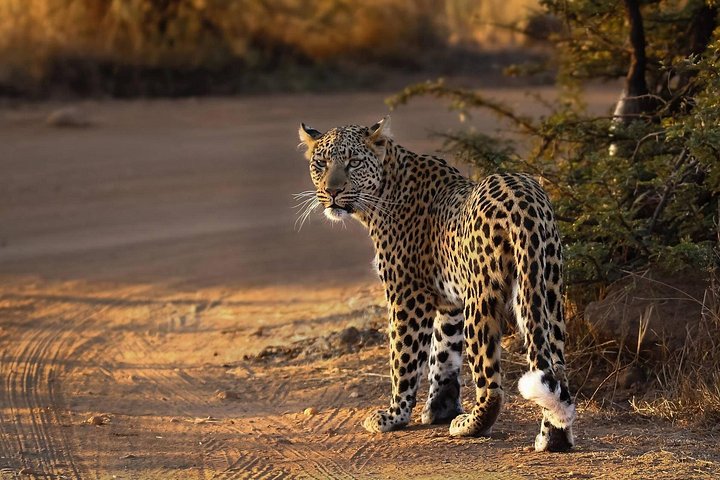 Ganztägiges Safari-Abenteuer im Pilanesberg-Nationalpark von Johannesburg aus mit Tierbeobachtungen und malerischen Landschaften, Foto 11 | wizardtrip