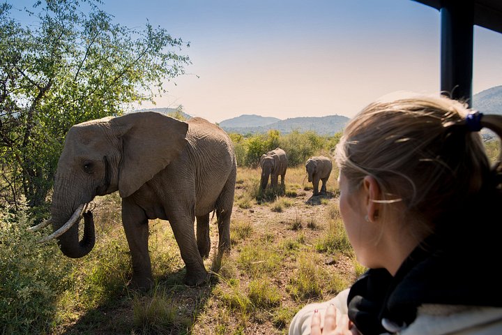 Ganztägiges Safari-Abenteuer im Pilanesberg-Nationalpark von Johannesburg aus mit Tierbeobachtungen und malerischen Landschaften, Foto 13 | wizardtrip