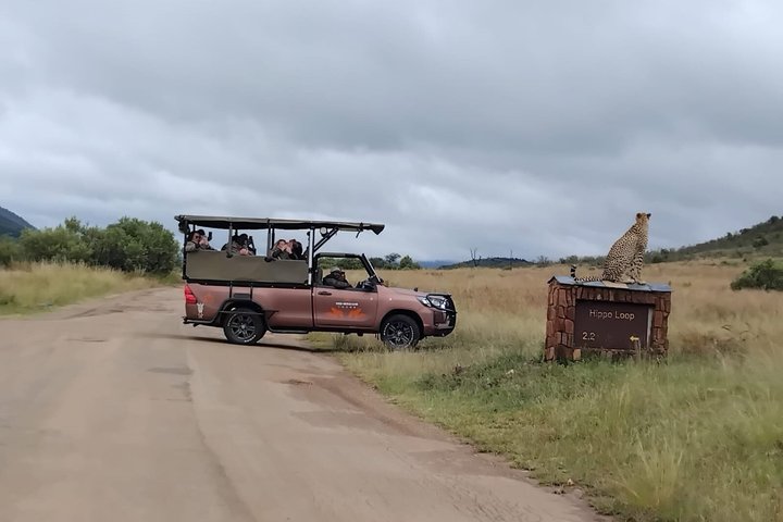 Ganztägiges Safari-Abenteuer im Pilanesberg-Nationalpark von Johannesburg aus mit Tierbeobachtungen und malerischen Landschaften, Foto 23 | wizardtrip