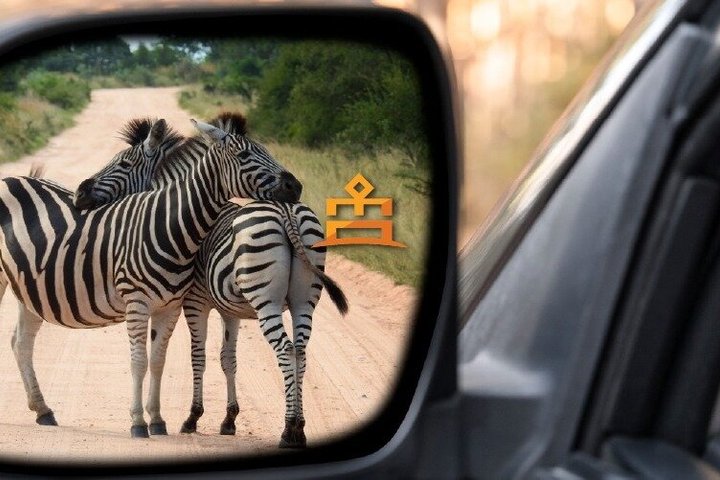 Heldagsoplevelse i Pilanesberg i åbent køretøj | wizardtrip
