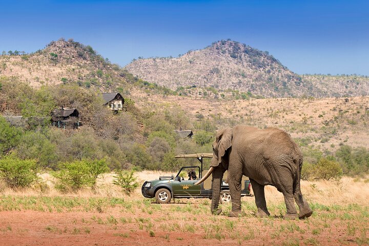 Heldagssafari i åpent kjøretøy i Pilanesberg nasjonalpark, Johannesburg, Sør-Afrika, foto 6 | wizardtrip