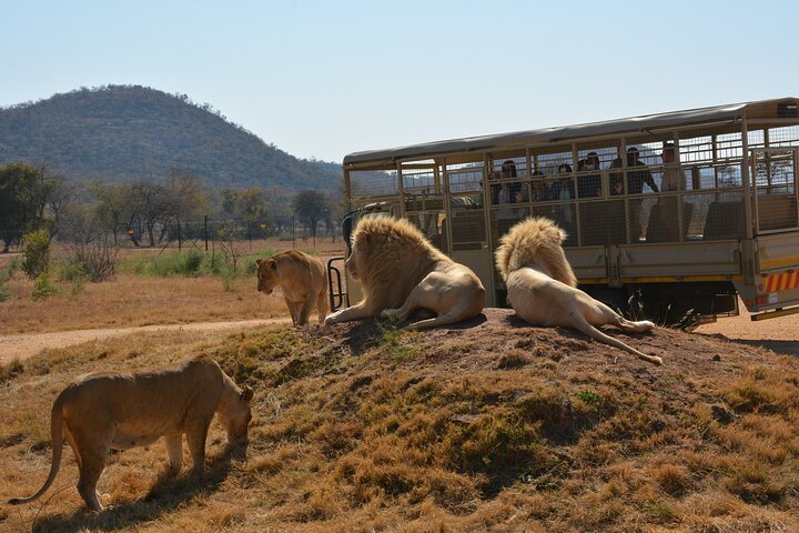 Experimente um emocionante safari de meio dia no Lion & Safari Park, perto de Joanesburgo, África do Sul, foto 7 | wizardtrip