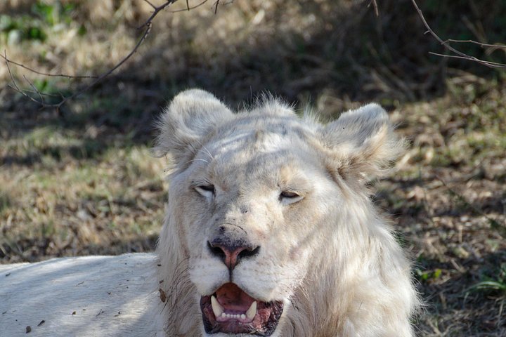 Experimente um emocionante safari de meio dia no Lion & Safari Park, perto de Joanesburgo, África do Sul, foto 14 | wizardtrip