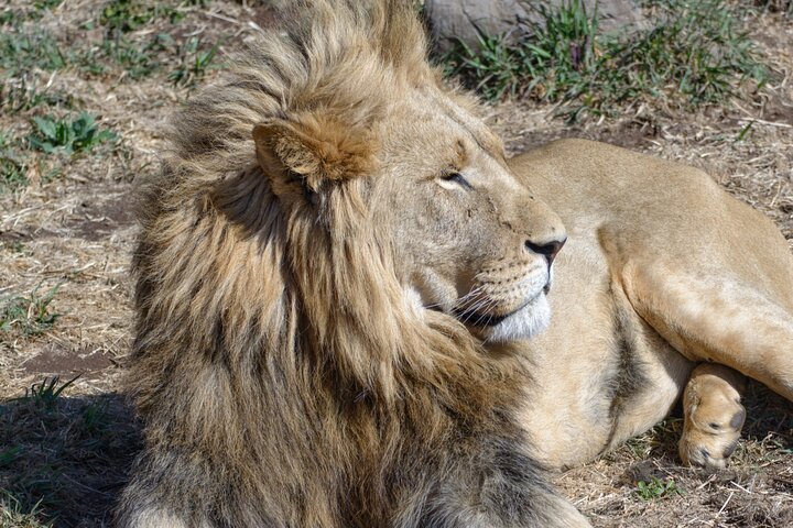 Experimente um emocionante safari de meio dia no Lion & Safari Park, perto de Joanesburgo, África do Sul, foto 15 | wizardtrip