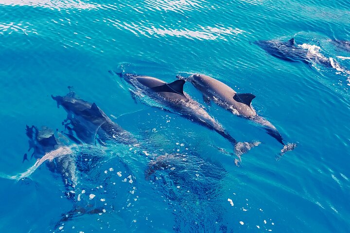 Oahu : Nagez avec les dauphins sur la côte Ouest | wizardtrip