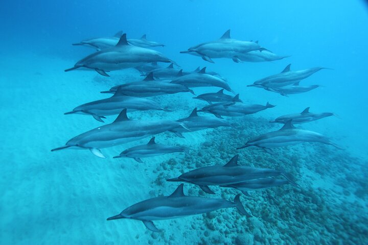 Dolphin watching and swimming tour on a catamaran off the coast of Oahu, Hawaii, photo 6 | wizardtrip