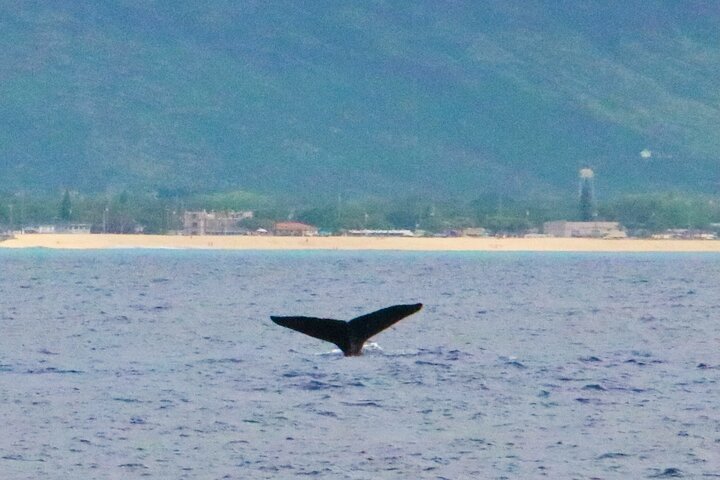 Dolphin watching and swimming tour on a catamaran off the coast of Oahu, Hawaii, photo 7 | wizardtrip