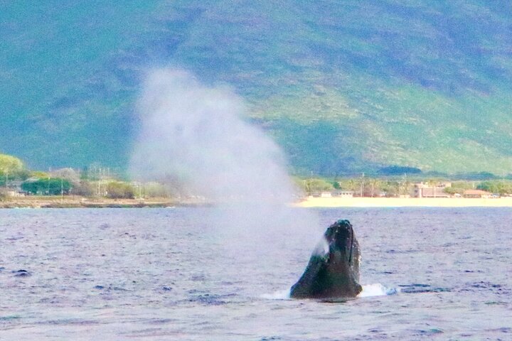 Dolphin watching and swimming tour on a catamaran off the coast of Oahu, Hawaii, photo 8 | wizardtrip