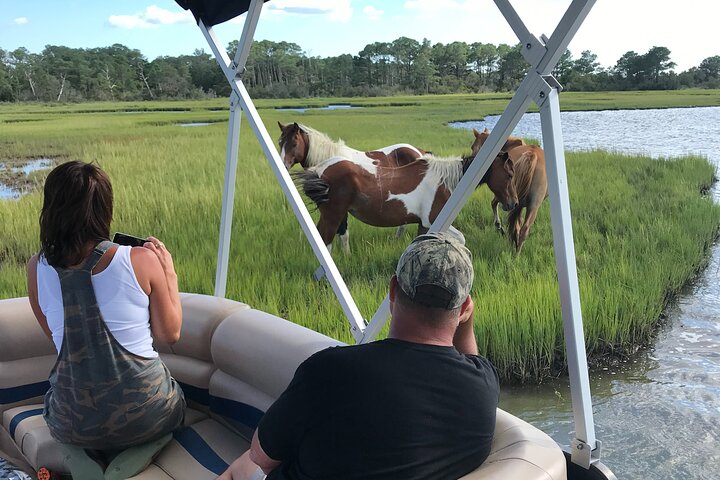 Chincoteague's Up The Bay Pony and Wildlife Tour by Boat | wizardtrip