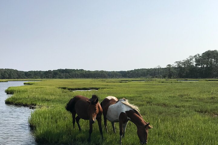Boat tour to see wild ponies and wildlife around Chincoteague and Assateague Islands, Virginia, photo 6 | wizardtrip