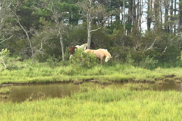 Boat tour to see wild ponies and wildlife around Chincoteague and Assateague Islands, Virginia, photo 9 | wizardtrip