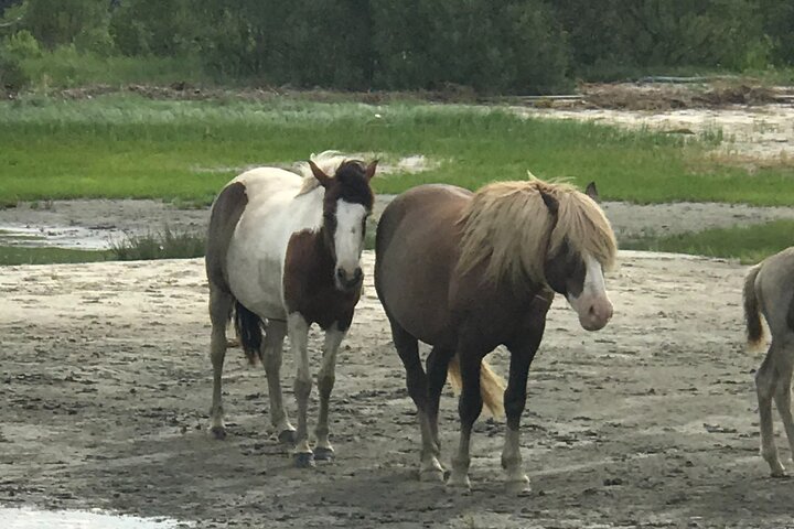 Boat tour to see wild ponies and wildlife around Chincoteague and Assateague Islands, Virginia, photo 10 | wizardtrip