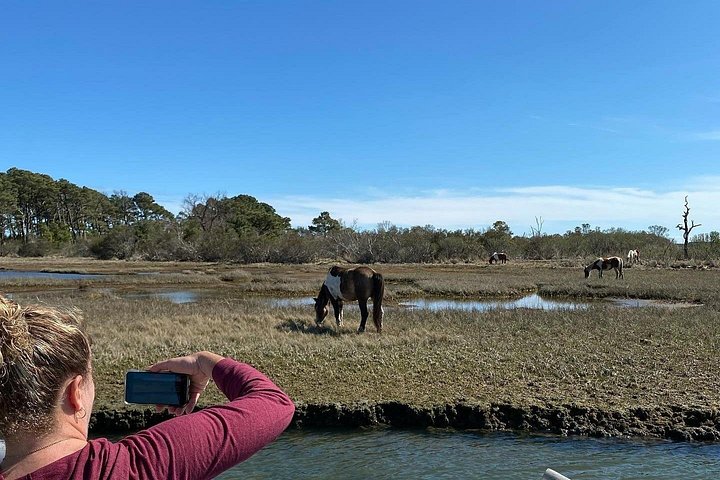 Boat tour to see wild ponies and wildlife around Chincoteague and Assateague Islands, Virginia, photo 13 | wizardtrip