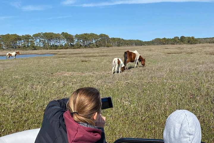 Boat tour to see wild ponies and wildlife around Chincoteague and Assateague Islands, Virginia, photo 15 | wizardtrip