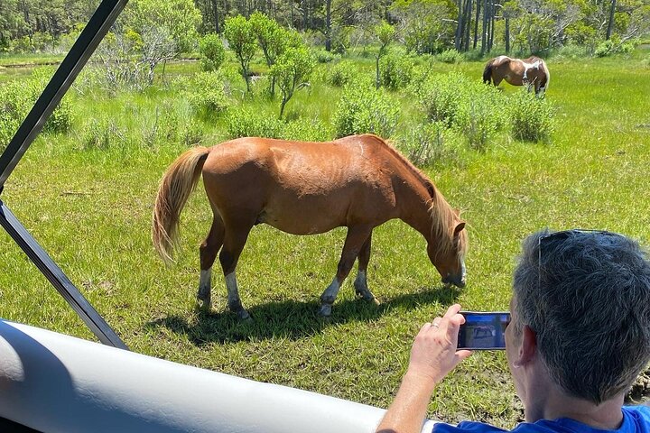 Boat tour to see wild ponies and wildlife around Chincoteague and Assateague Islands, Virginia, photo 16 | wizardtrip