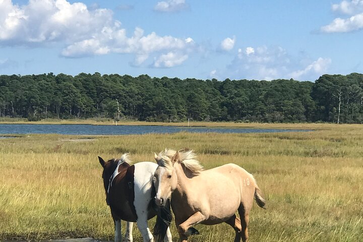 Boat tour to see wild ponies and wildlife around Chincoteague and Assateague Islands, Virginia, photo 17 | wizardtrip