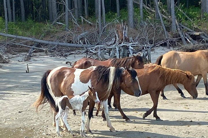 Boat tour to see wild ponies and wildlife around Chincoteague and Assateague Islands, Virginia, photo 18 | wizardtrip