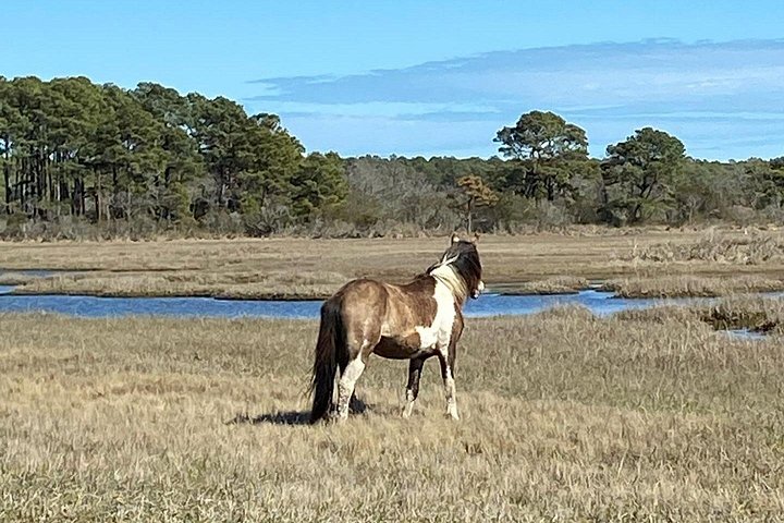 Boat tour to see wild ponies and wildlife around Chincoteague and Assateague Islands, Virginia, photo 19 | wizardtrip