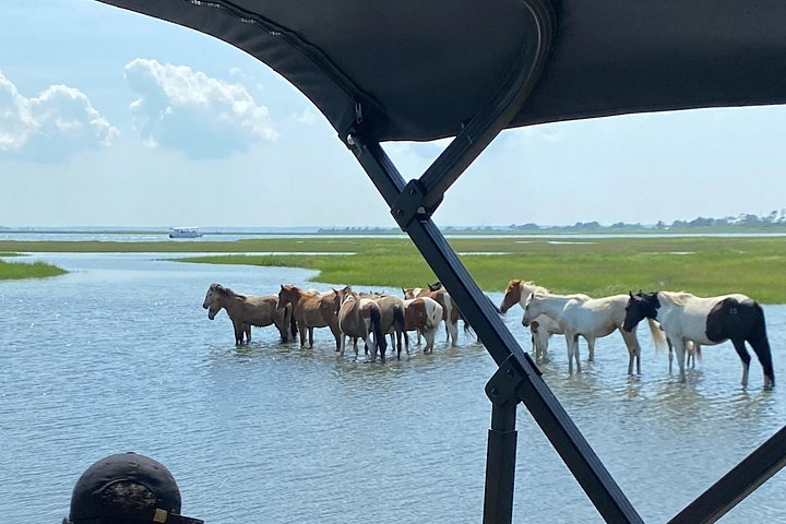 Boat tour to see wild ponies and wildlife around Chincoteague and Assateague Islands, Virginia, photo 20 | wizardtrip