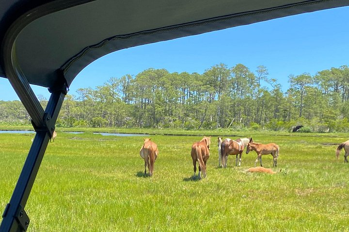 Boat tour to see wild ponies and wildlife around Chincoteague and Assateague Islands, Virginia, photo 21 | wizardtrip