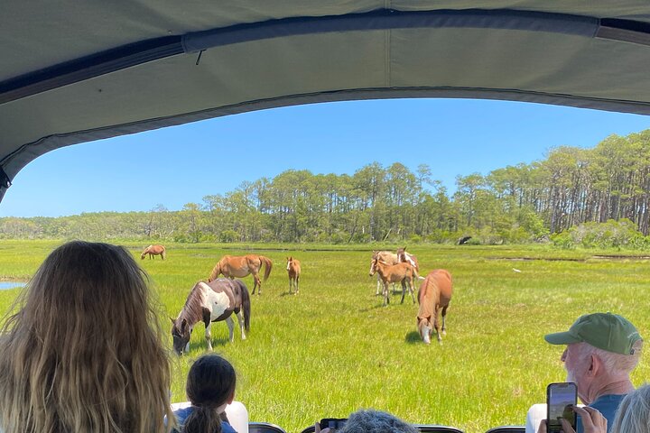 Boat tour to see wild ponies and wildlife around Chincoteague and Assateague Islands, Virginia, photo 22 | wizardtrip