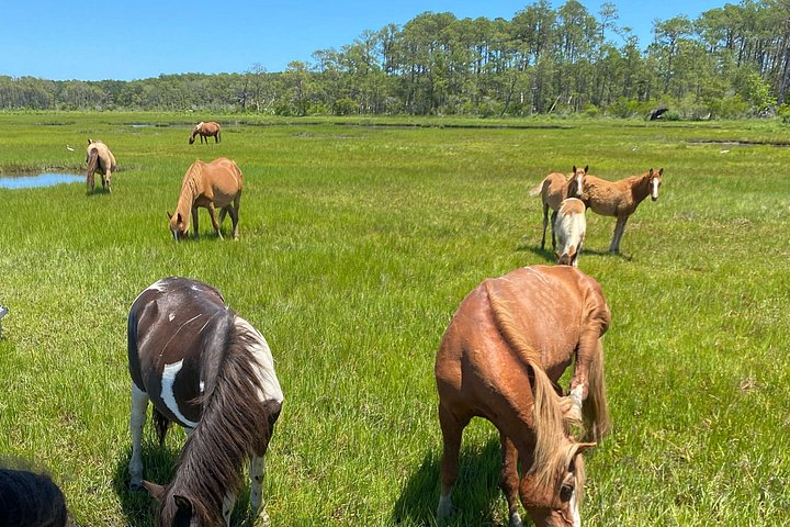 Boat tour to see wild ponies and wildlife around Chincoteague and Assateague Islands, Virginia, photo 23 | wizardtrip
