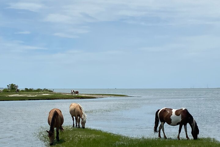 Boat tour to see wild ponies and wildlife around Chincoteague and Assateague Islands, Virginia, photo 25 | wizardtrip