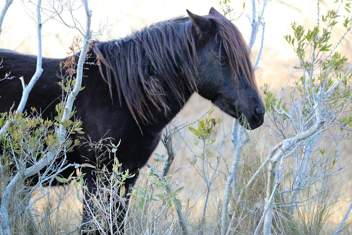 Boat tour to see wild ponies and wildlife around Chincoteague and Assateague Islands, Virginia, photo 27 | wizardtrip