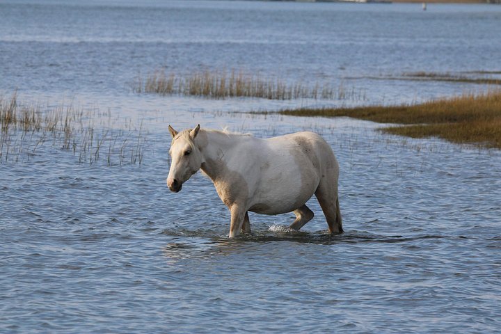 Boat tour to see wild ponies and wildlife around Chincoteague and Assateague Islands, Virginia, photo 28 | wizardtrip