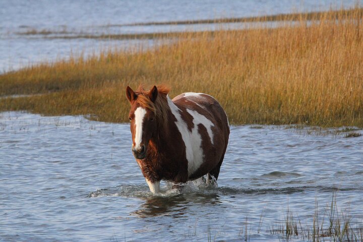 Boat tour to see wild ponies and wildlife around Chincoteague and Assateague Islands, Virginia, photo 29 | wizardtrip