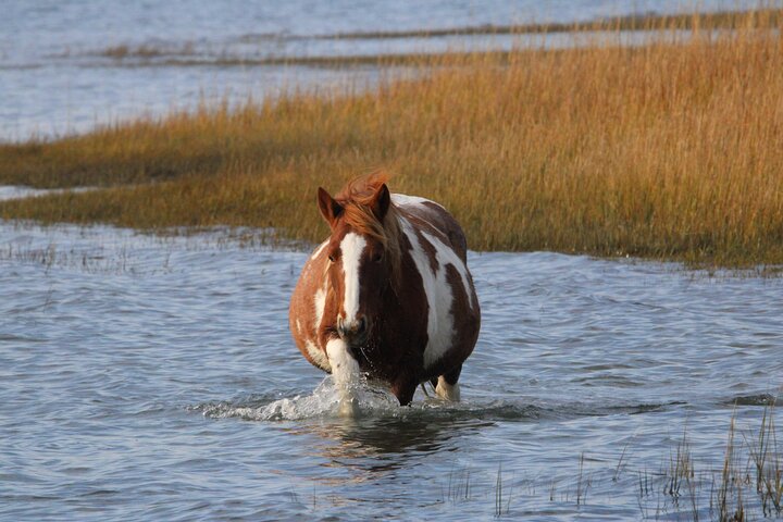 Boat tour to see wild ponies and wildlife around Chincoteague and Assateague Islands, Virginia, photo 30 | wizardtrip