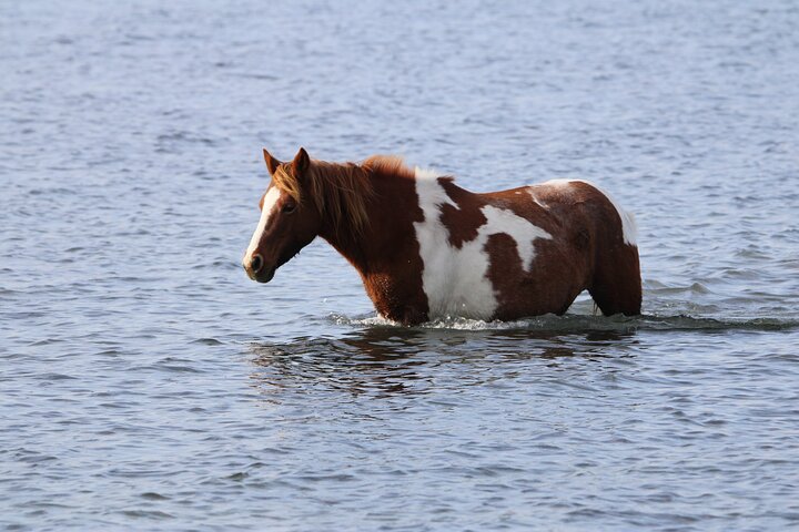Boat tour to see wild ponies and wildlife around Chincoteague and Assateague Islands, Virginia, photo 31 | wizardtrip