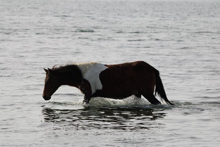 Boat tour to see wild ponies and wildlife around Chincoteague and Assateague Islands, Virginia, photo 32 | wizardtrip