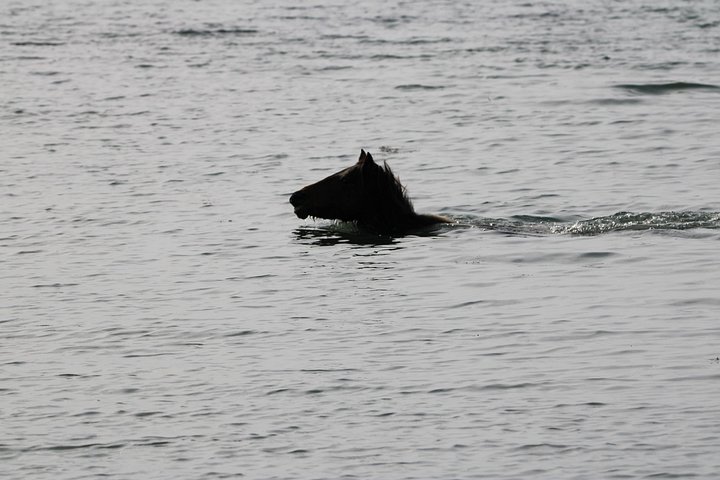 Boat tour to see wild ponies and wildlife around Chincoteague and Assateague Islands, Virginia, photo 33 | wizardtrip