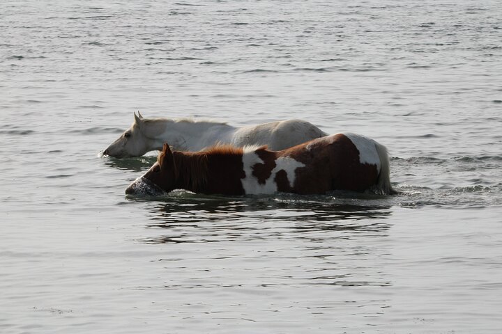 Boat tour to see wild ponies and wildlife around Chincoteague and Assateague Islands, Virginia, photo 34 | wizardtrip