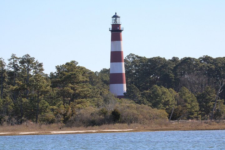 Boat tour to see wild ponies and wildlife around Chincoteague and Assateague Islands, Virginia, photo 35 | wizardtrip