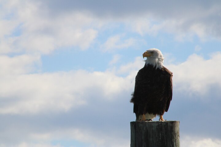 Boat tour to see wild ponies and wildlife around Chincoteague and Assateague Islands, Virginia, photo 36 | wizardtrip