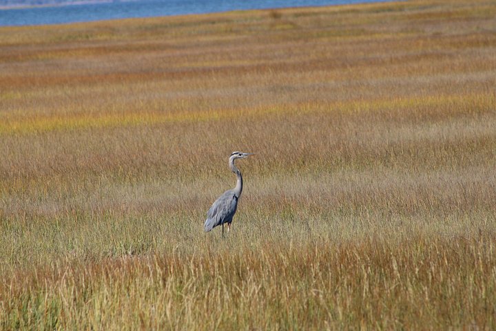 Boat tour to see wild ponies and wildlife around Chincoteague and Assateague Islands, Virginia, photo 37 | wizardtrip