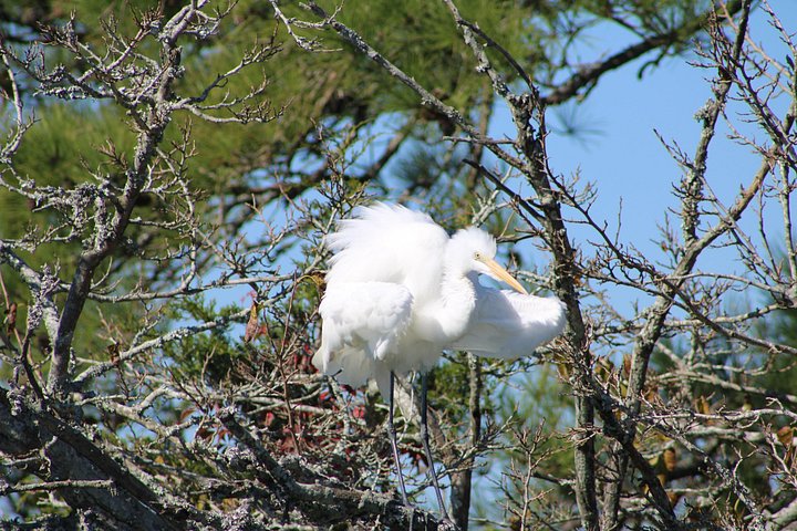 Boat tour to see wild ponies and wildlife around Chincoteague and Assateague Islands, Virginia, photo 38 | wizardtrip