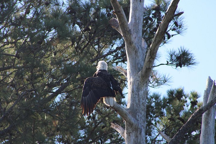 Boat tour to see wild ponies and wildlife around Chincoteague and Assateague Islands, Virginia, photo 40 | wizardtrip