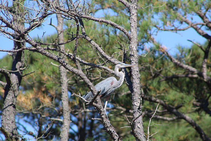 Boat tour to see wild ponies and wildlife around Chincoteague and Assateague Islands, Virginia, photo 41 | wizardtrip