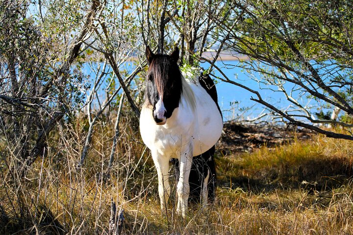 Boat tour to see wild ponies and wildlife around Chincoteague and Assateague Islands, Virginia, photo 43 | wizardtrip