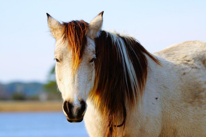 Boat tour to see wild ponies and wildlife around Chincoteague and Assateague Islands, Virginia, photo 45 | wizardtrip
