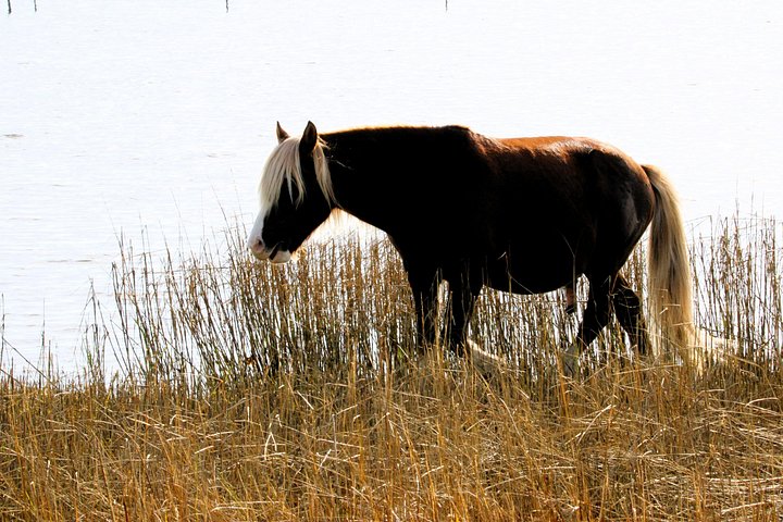 Boat tour to see wild ponies and wildlife around Chincoteague and Assateague Islands, Virginia, photo 46 | wizardtrip