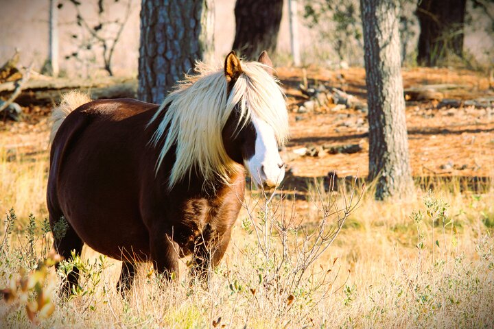 Boat tour to see wild ponies and wildlife around Chincoteague and Assateague Islands, Virginia, photo 47 | wizardtrip
