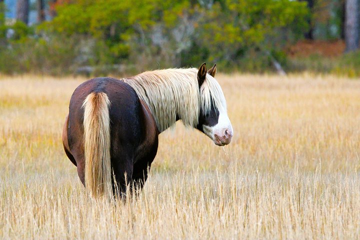 Boat tour to see wild ponies and wildlife around Chincoteague and Assateague Islands, Virginia, photo 48 | wizardtrip
