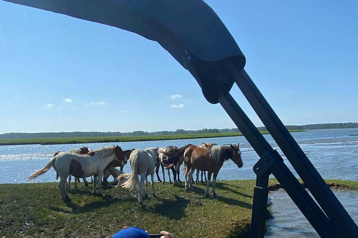 Boat tour to see wild ponies and wildlife around Chincoteague and Assateague Islands, Virginia, photo 49 | wizardtrip