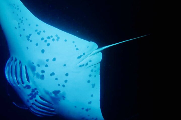 Nacht snorkelen met mantaroggen in Kona, Hawaï, met onderwaterverlichting en zeeleven, foto 6 | wizardtrip
