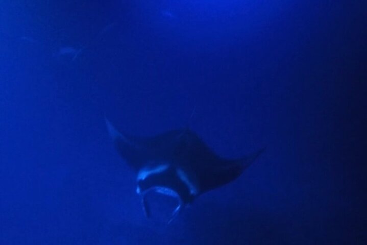 Nacht snorkelen met mantaroggen in Kona, Hawaï, met onderwaterverlichting en zeeleven, foto 10 | wizardtrip