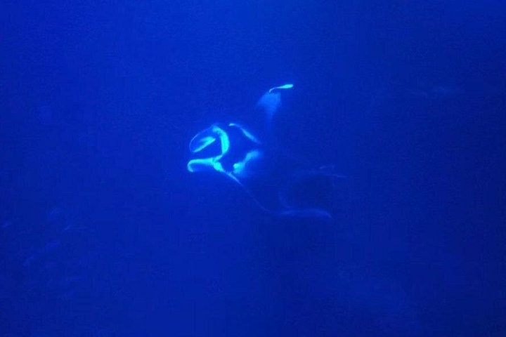 Nacht snorkelen met mantaroggen in Kona, Hawaï, met onderwaterverlichting en zeeleven, foto 11 | wizardtrip